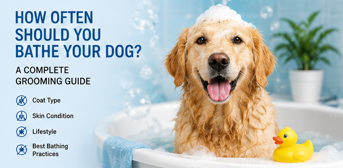 How Often Should You Bathe Your Dog? A Complete Grooming Guide