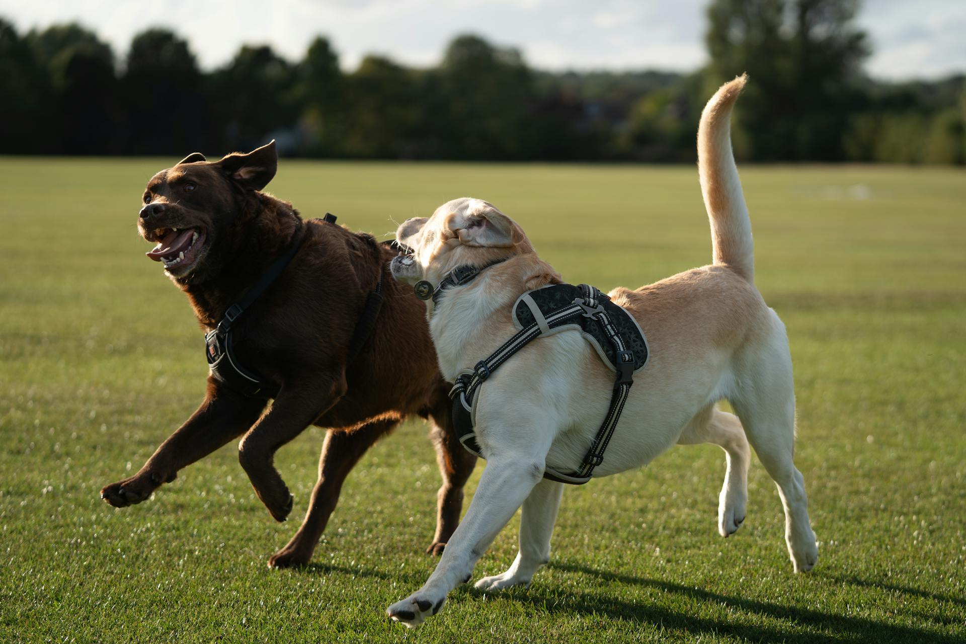 Two dogs playing on grass
