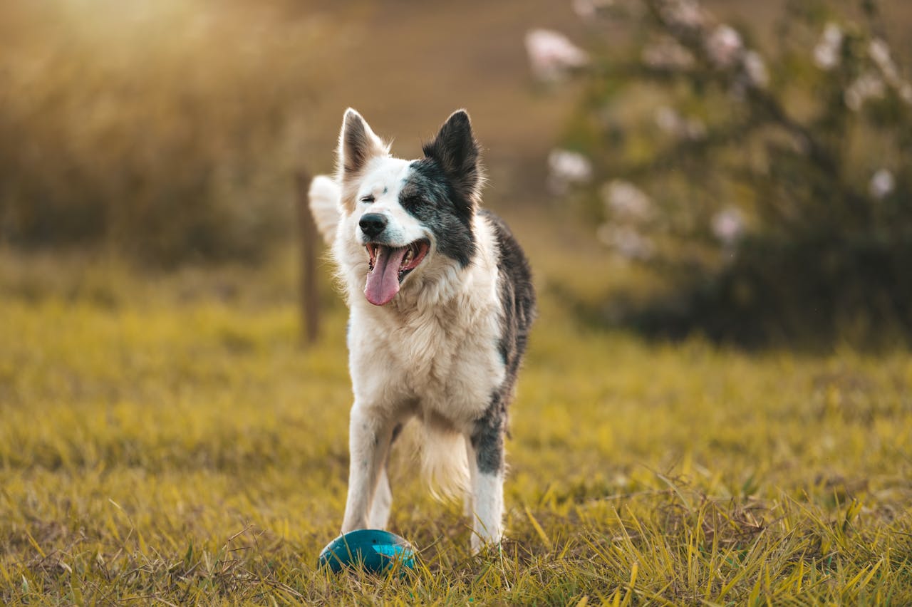 Dog standing in a grassy field 