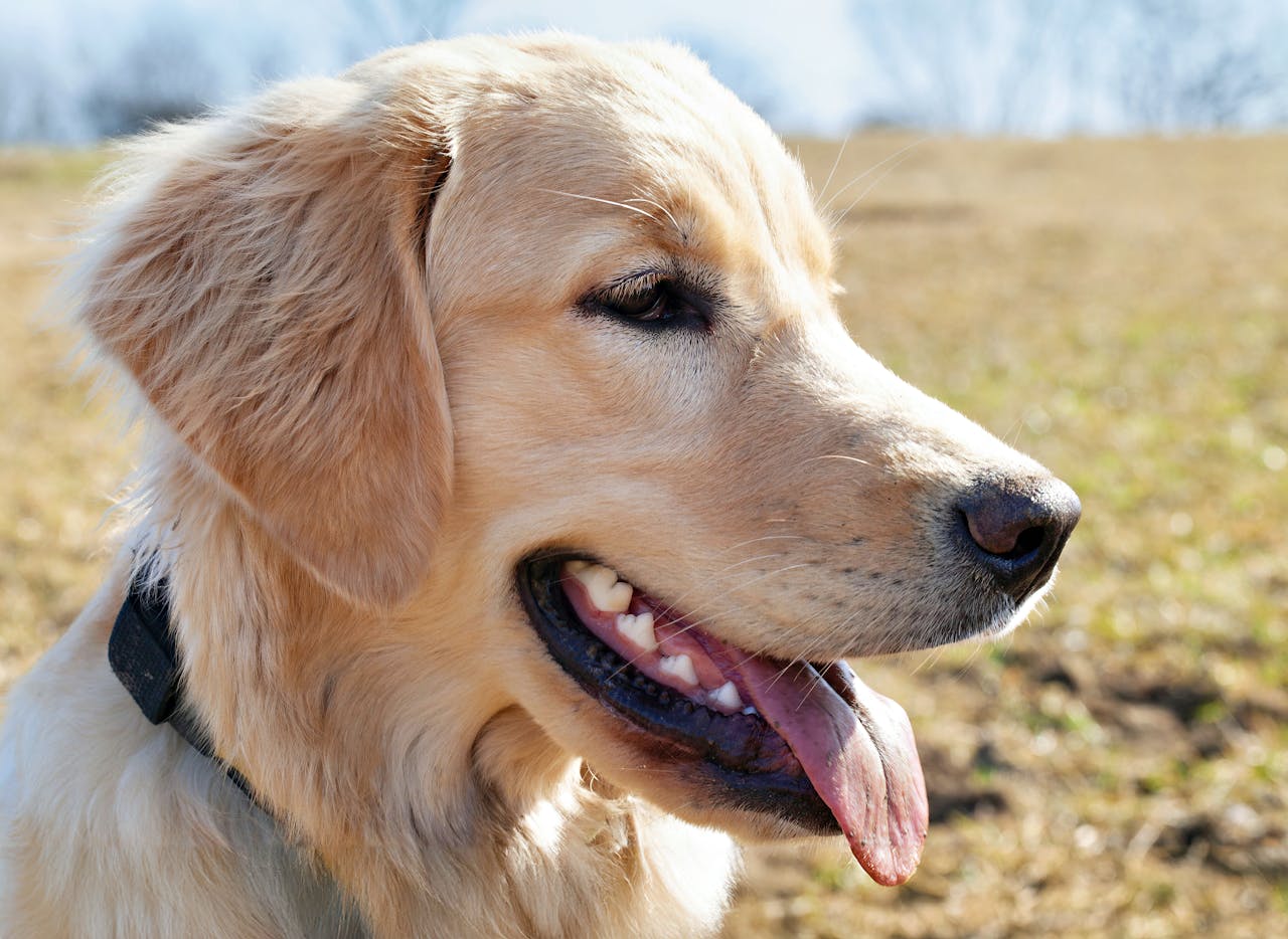 Golden retriever dog 