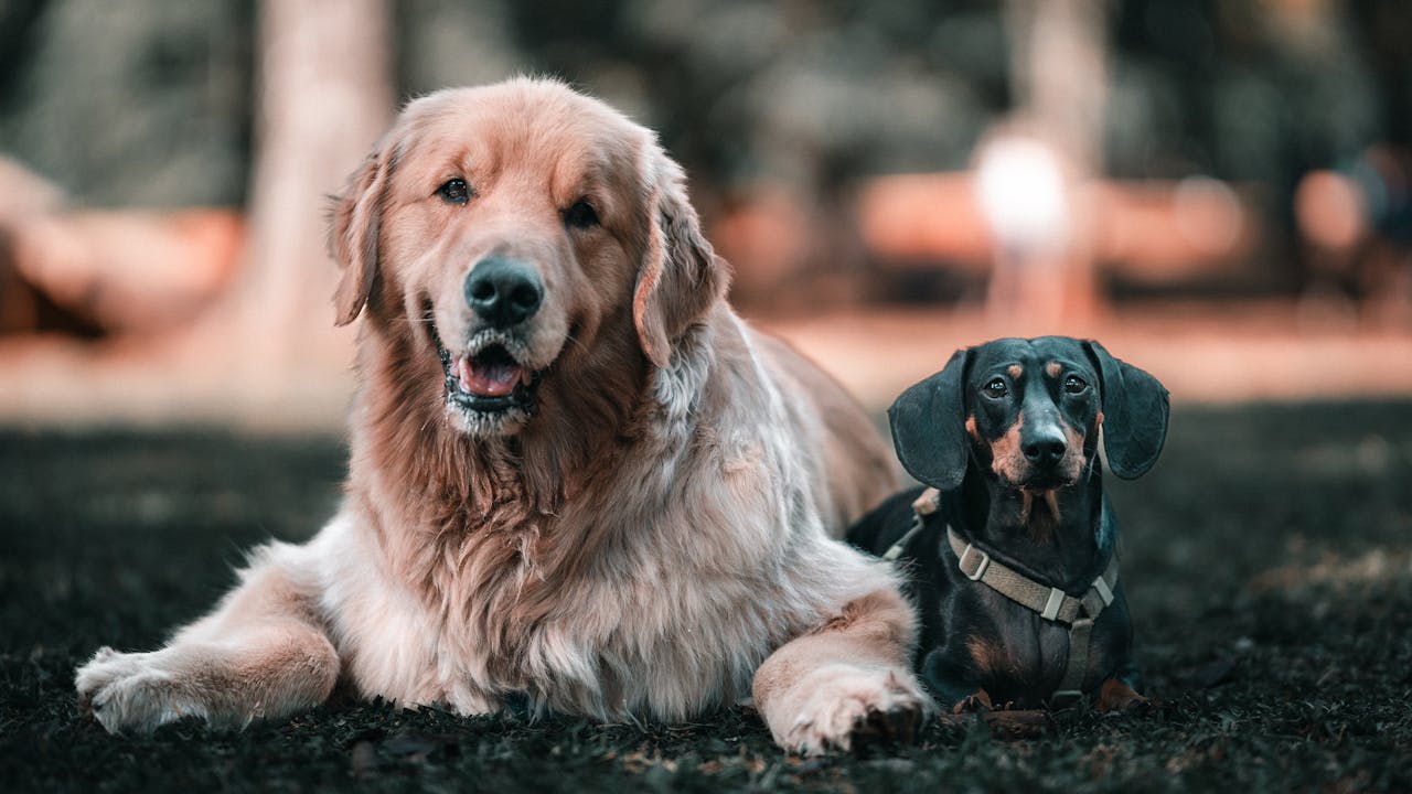 Two dogs, a golden retriever and a dachshund, lying on grass 