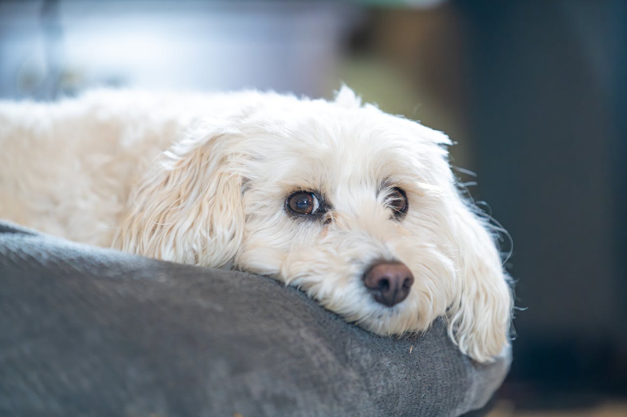 White dog resting its head on a gray surface