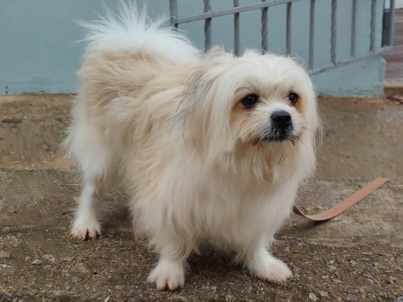 Small white dog standing on a concrete surface