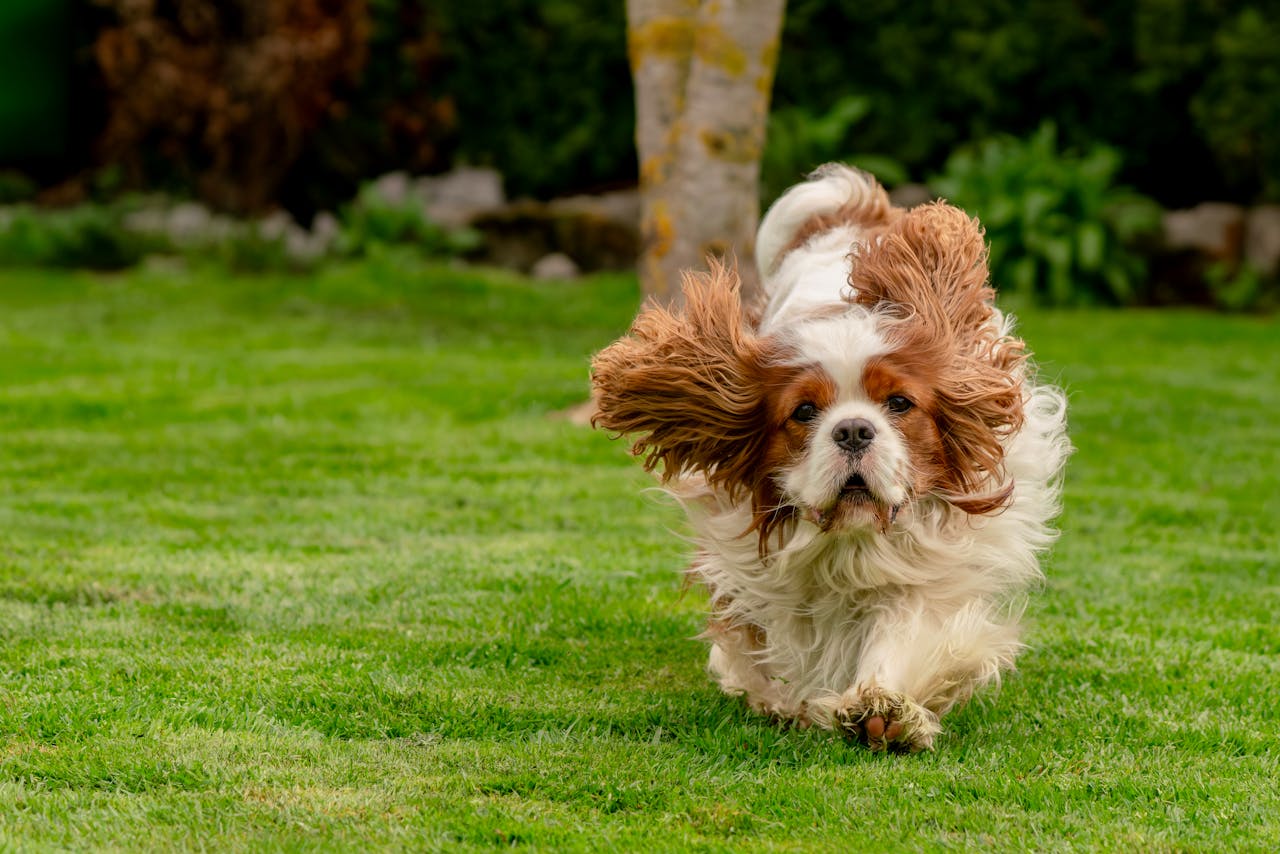 Dog running on a grassy field
