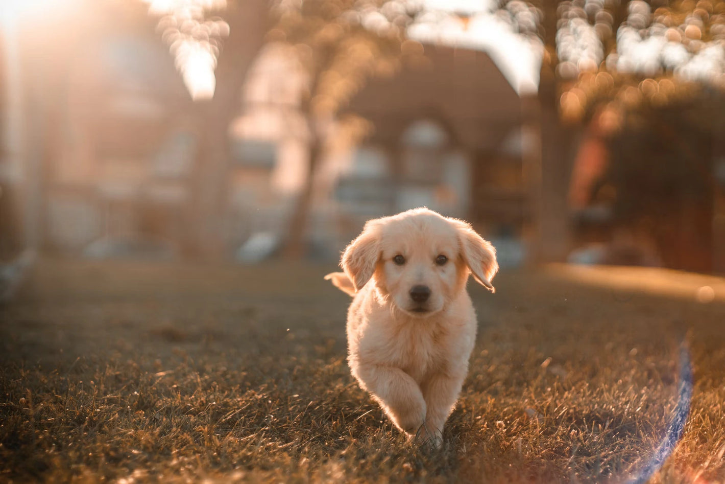 fluffy Dog running on grass