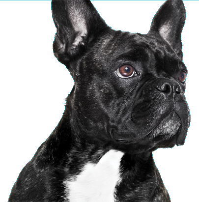 Pharmaseb shampoo clearance